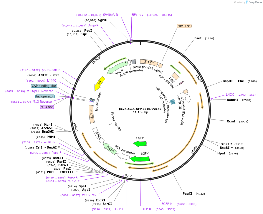 138584-plasmid-map-sequence-id-275093