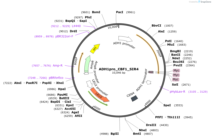 138616-plasmid-map-sequence-id-275117