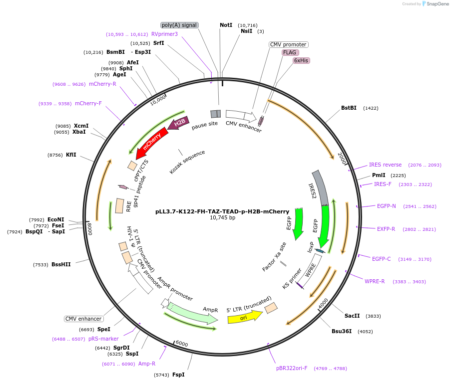 139649-plasmid-map-sequence-id-275137