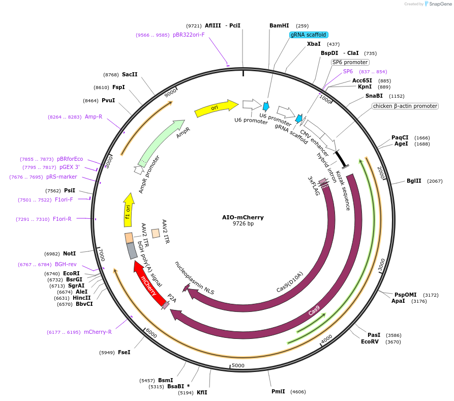 74120-plasmid-map-sequence-id-275140