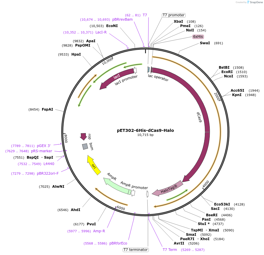 72269-plasmid-map-sequence-id-275141