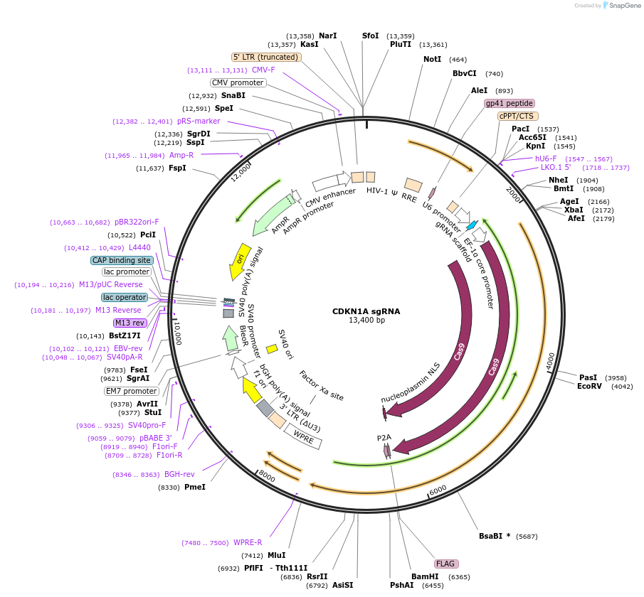 138189-plasmid-map-sequence-id-275142