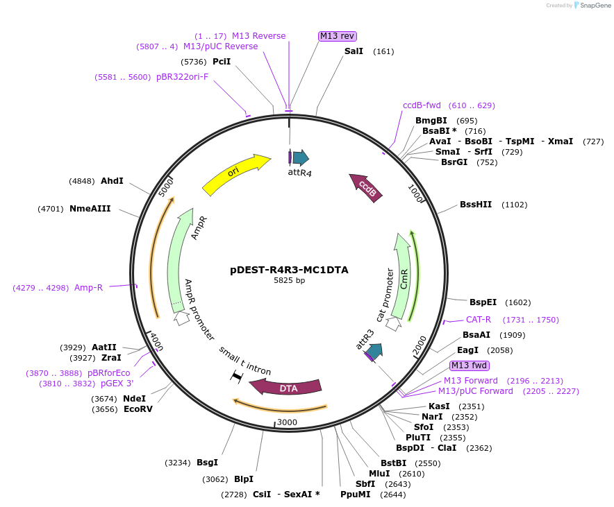 139521-plasmid-map-sequence-id-275144