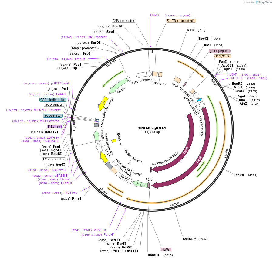 138182-plasmid-map-sequence-id-275145