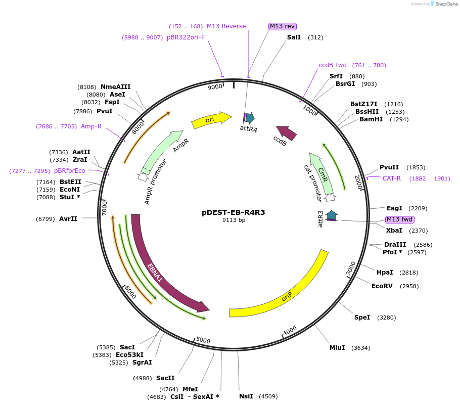139519-plasmid-map-sequence-id-275146
