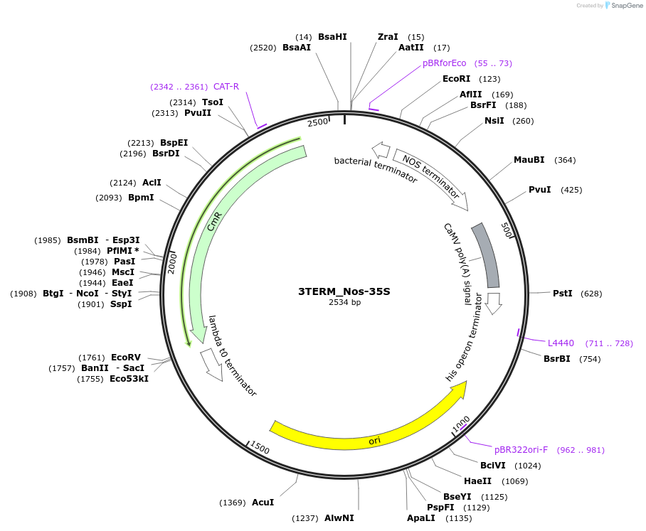136116-plasmid-map-sequence-id-275155