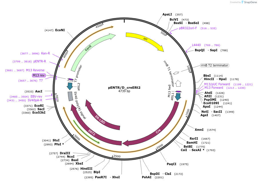 27321-plasmid-map-sequence-id-275157