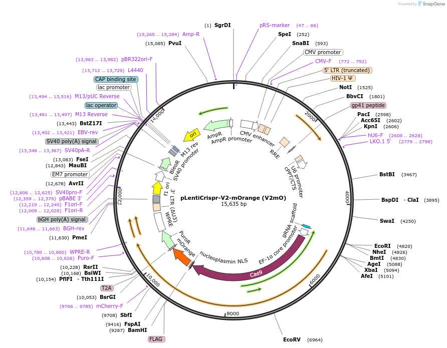 140206-plasmid-map-sequence-id-275159