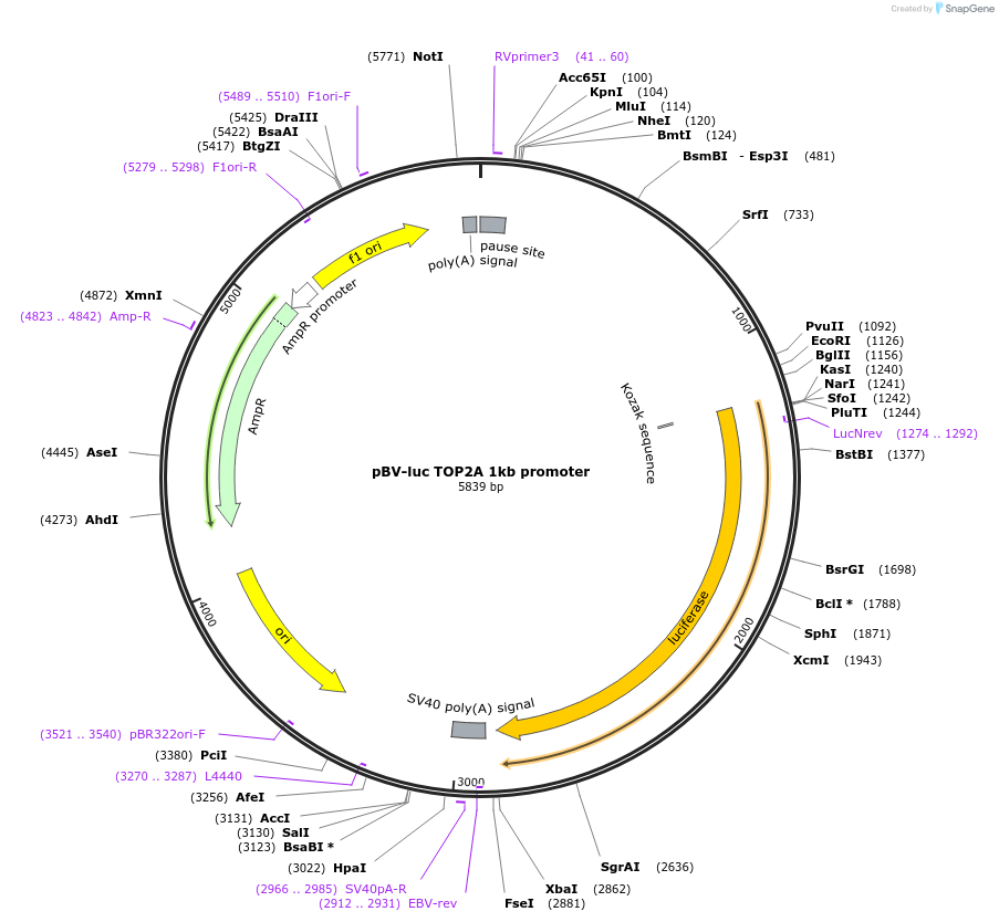 138274-plasmid-map-sequence-id-275163