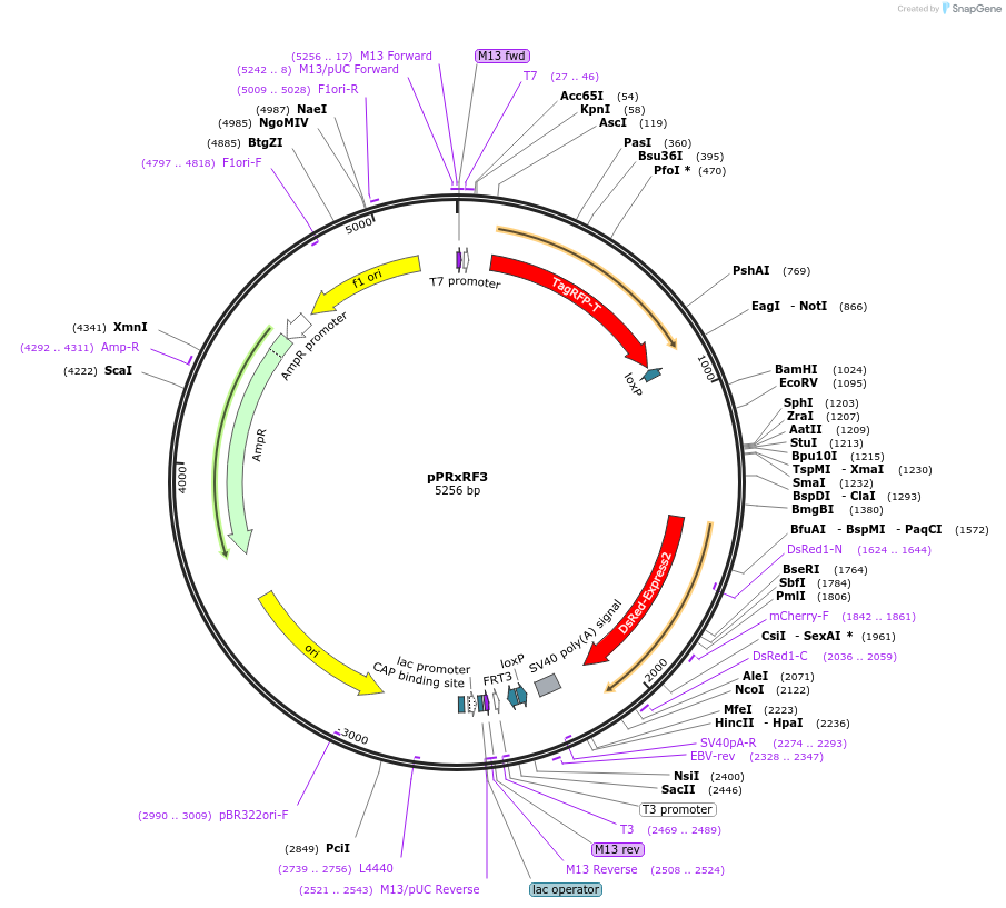 138386-plasmid-map-sequence-id-275174