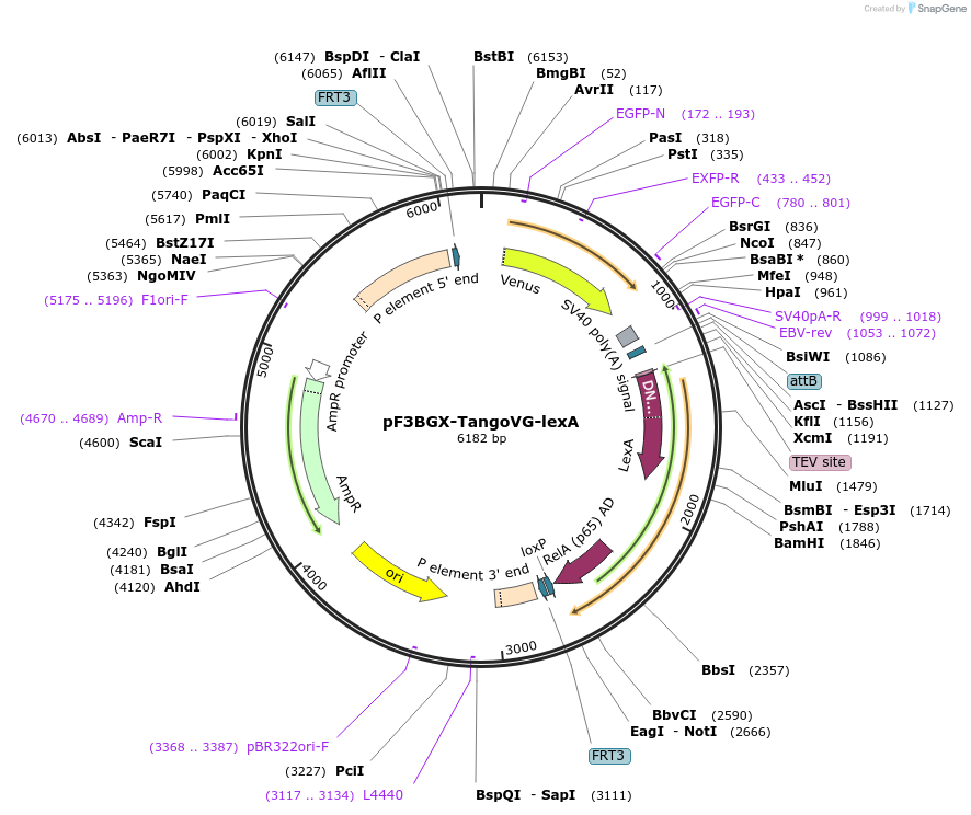 138405-plasmid-map-sequence-id-275176