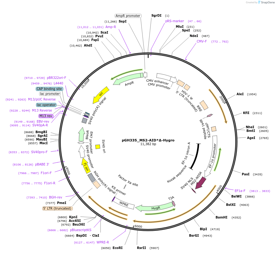 85406-plasmid-map-sequence-id-275187