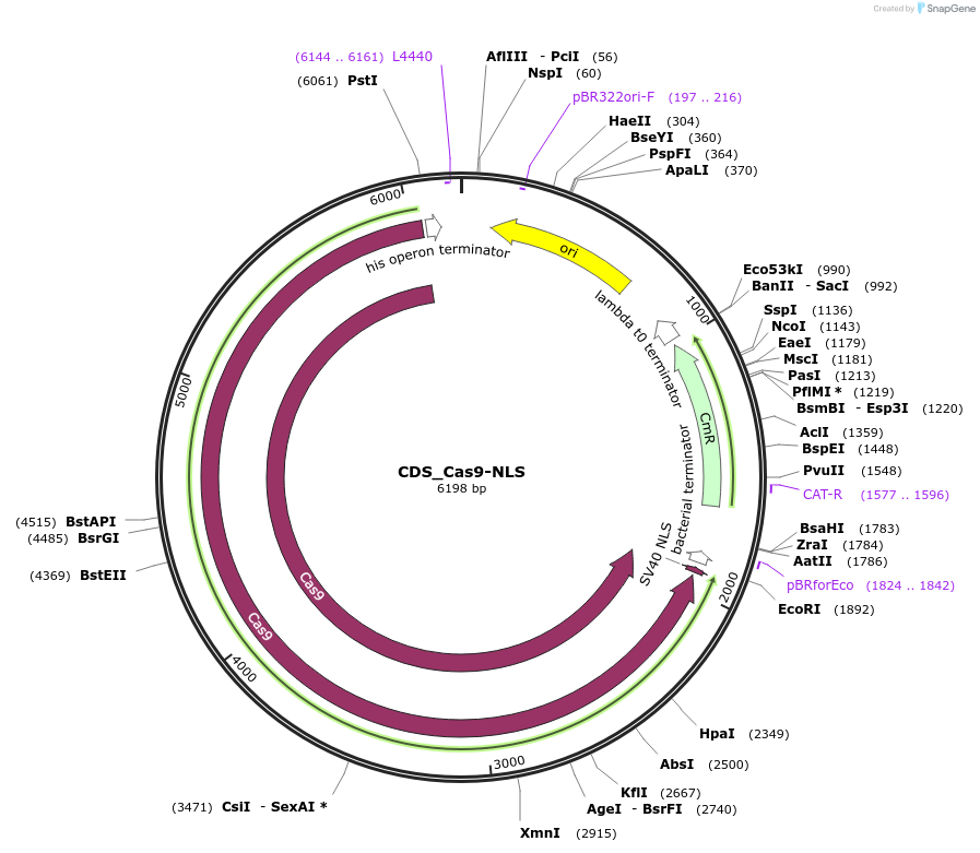 136121-plasmid-map-sequence-id-275195
