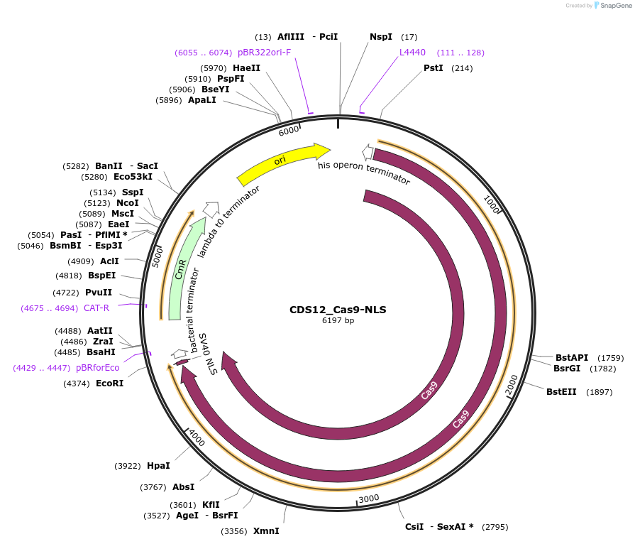 136122-plasmid-map-sequence-id-275199