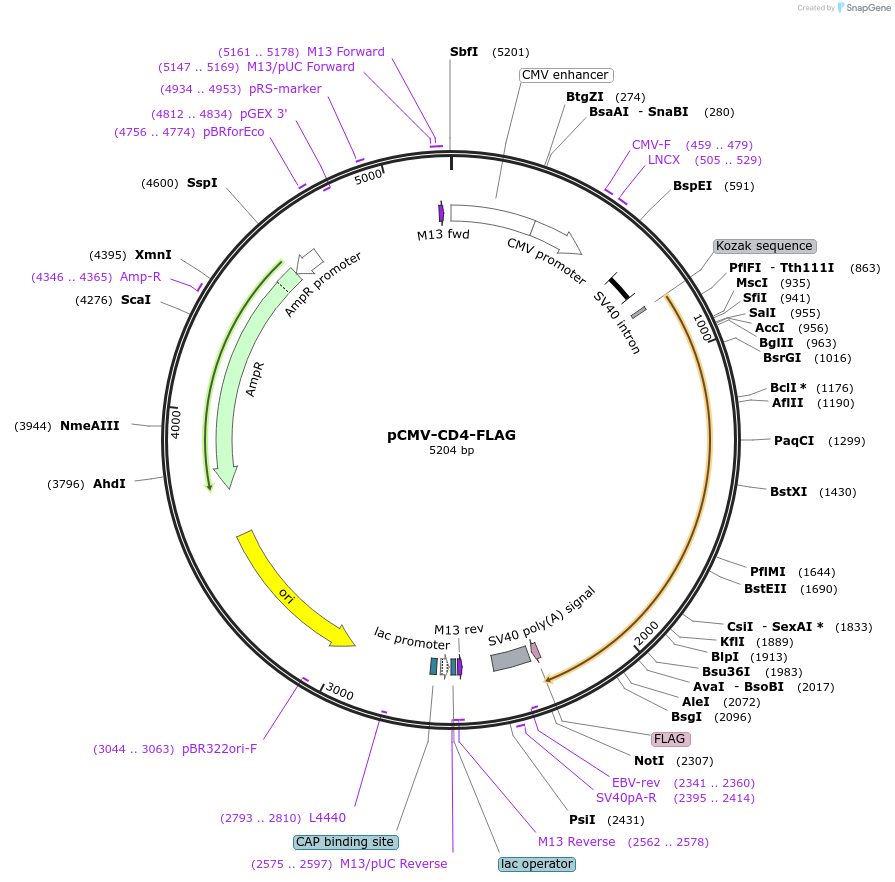 51604-plasmid-map-sequence-id-275206