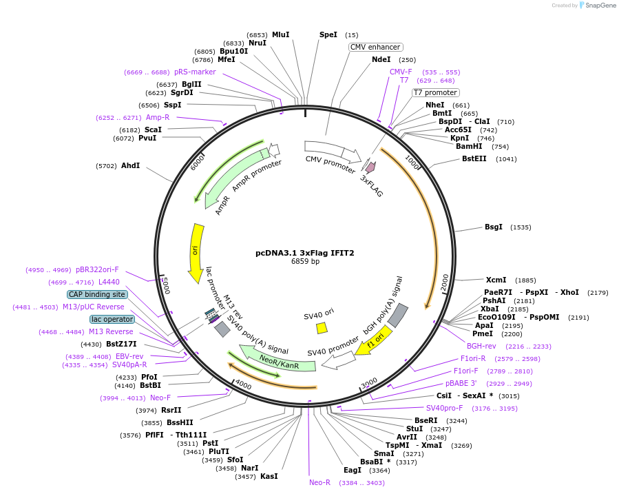 53555-plasmid-map-sequence-id-275214