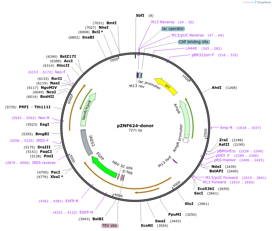 132511-plasmid-map-sequence-id-275217