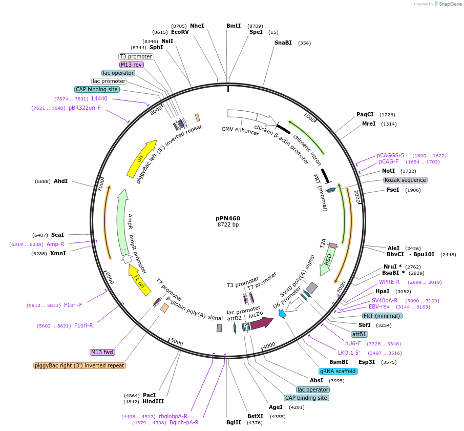 137878-plasmid-map-sequence-id-275218