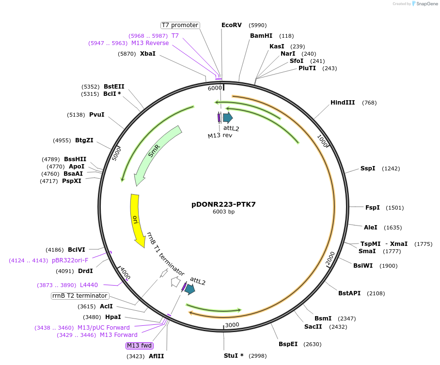23943-plasmid-map-sequence-id-275219