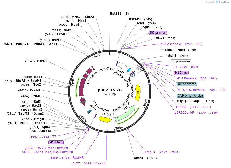138401-plasmid-map-sequence-id-275228