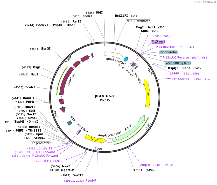 138400-plasmid-map-sequence-id-275229