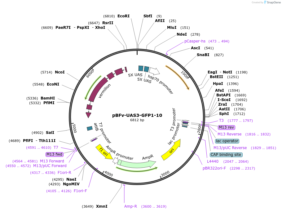138398-plasmid-map-sequence-id-275231