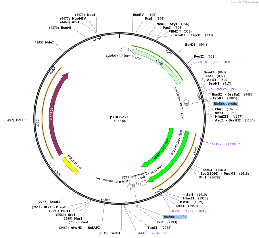 139152-plasmid-map-sequence-id-275232