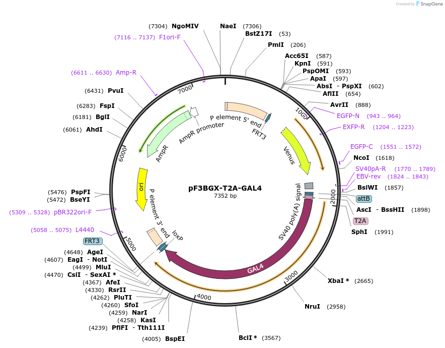 138392-plasmid-map-sequence-id-275238