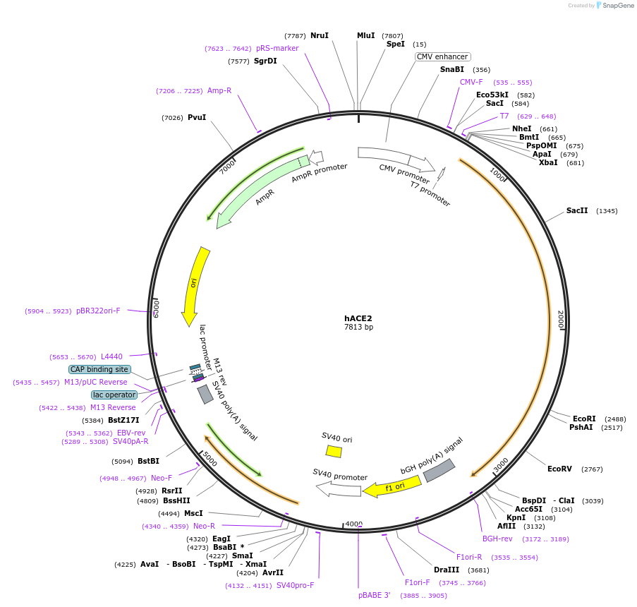 1786-plasmid-map-sequence-id-275247
