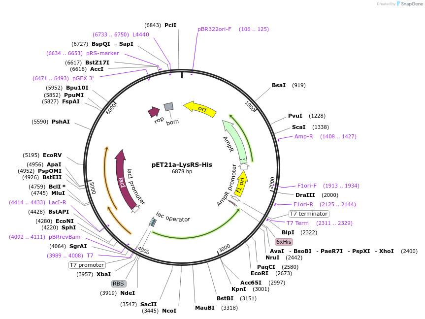 124114-plasmid-map-sequence-id-275252
