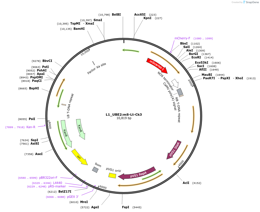 136131-plasmid-map-sequence-id-275256
