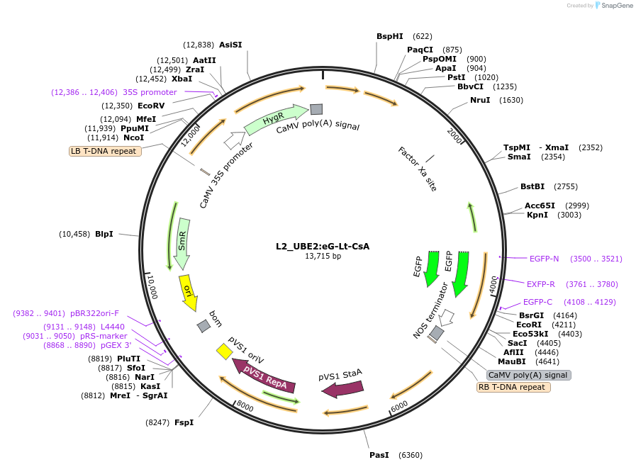 136134-plasmid-map-sequence-id-275260