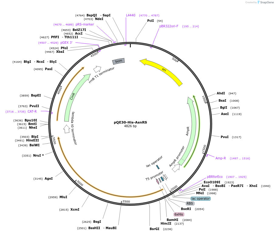 124105-plasmid-map-sequence-id-275320