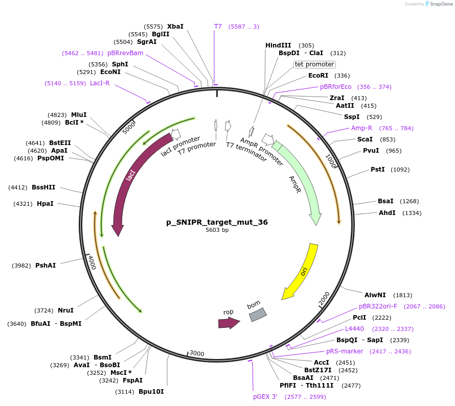 139466-plasmid-map-sequence-id-275326
