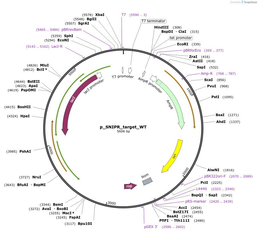 139465-plasmid-map-sequence-id-275329