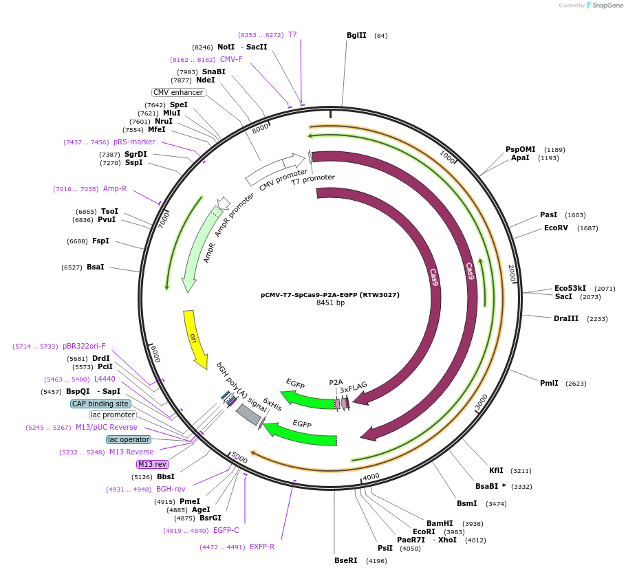 139987-plasmid-map-sequence-id-275335