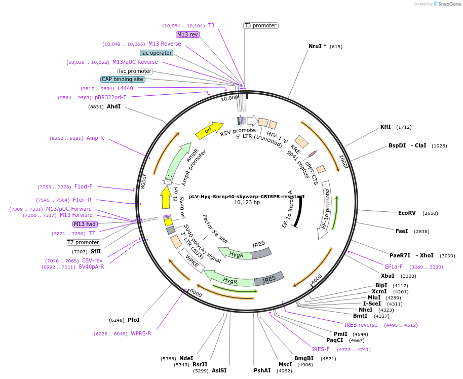 134252-plasmid-map-sequence-id-275340