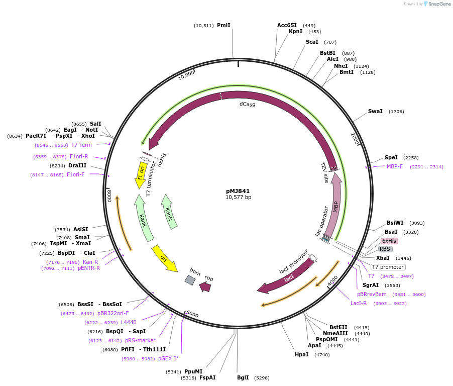 39318-plasmid-map-sequence-id-275344