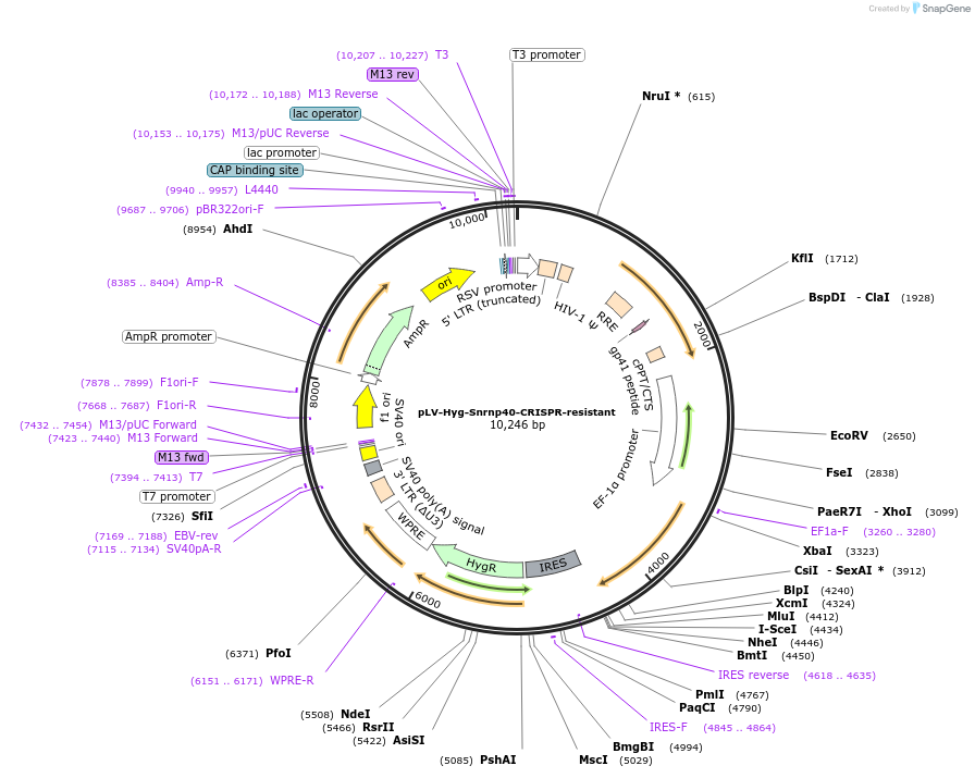 134251-plasmid-map-sequence-id-275351