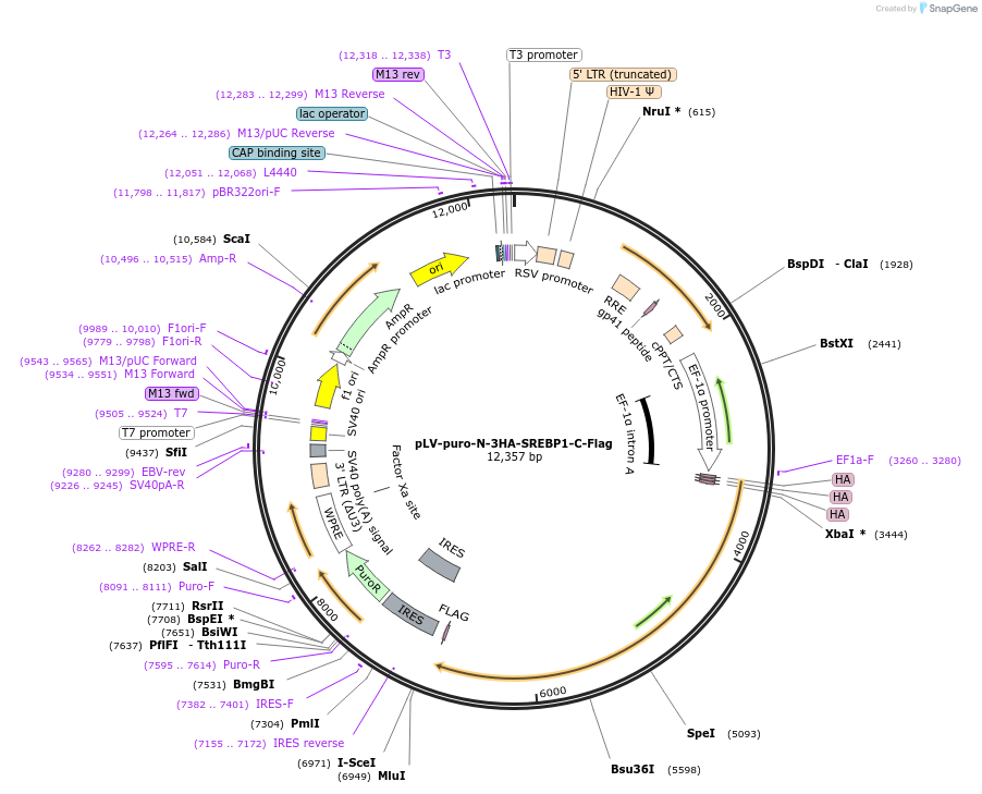 134286-plasmid-map-sequence-id-275352