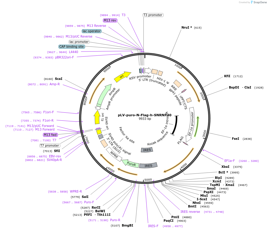 134254-plasmid-map-sequence-id-275353