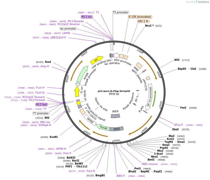 134253-plasmid-map-sequence-id-275375