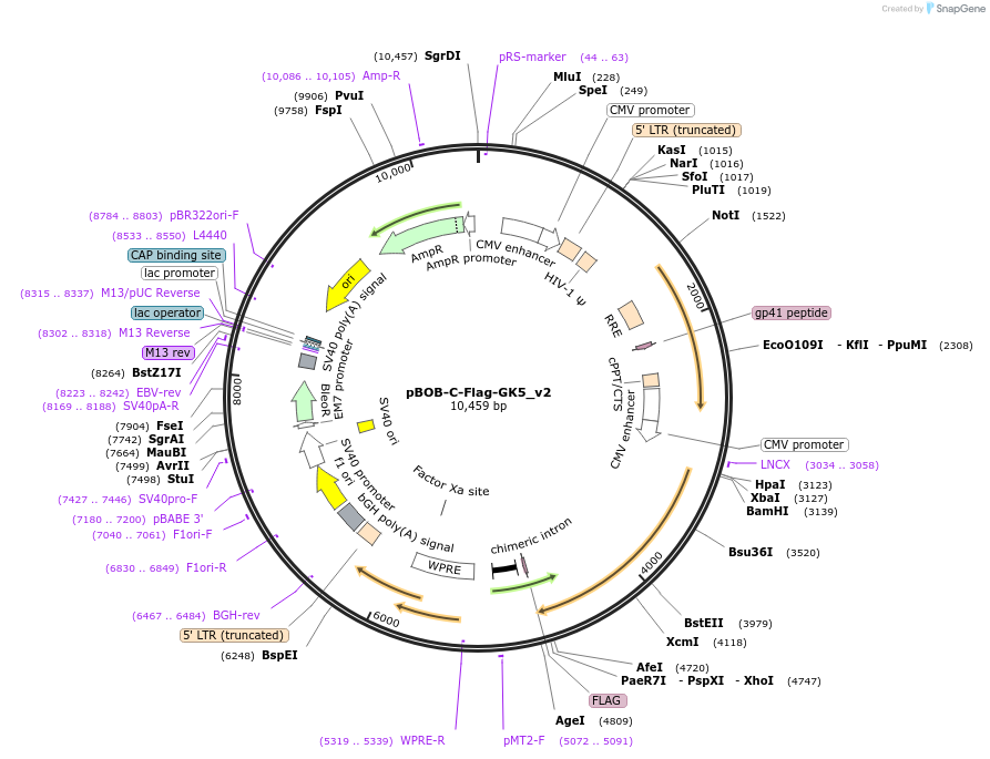 134260-plasmid-map-sequence-id-275381
