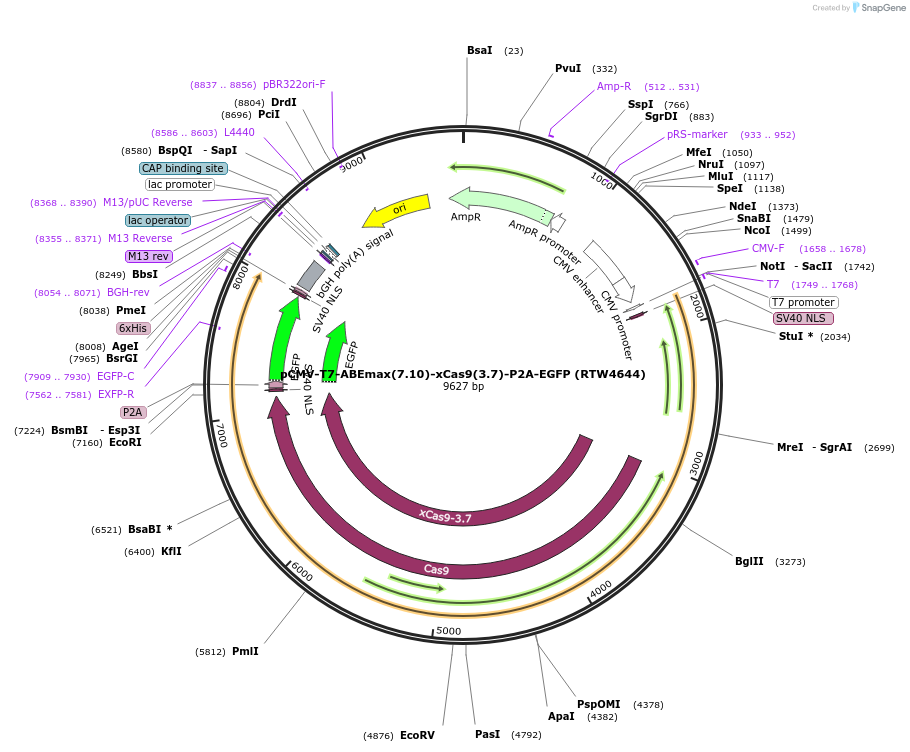 140004-plasmid-map-sequence-id-275398