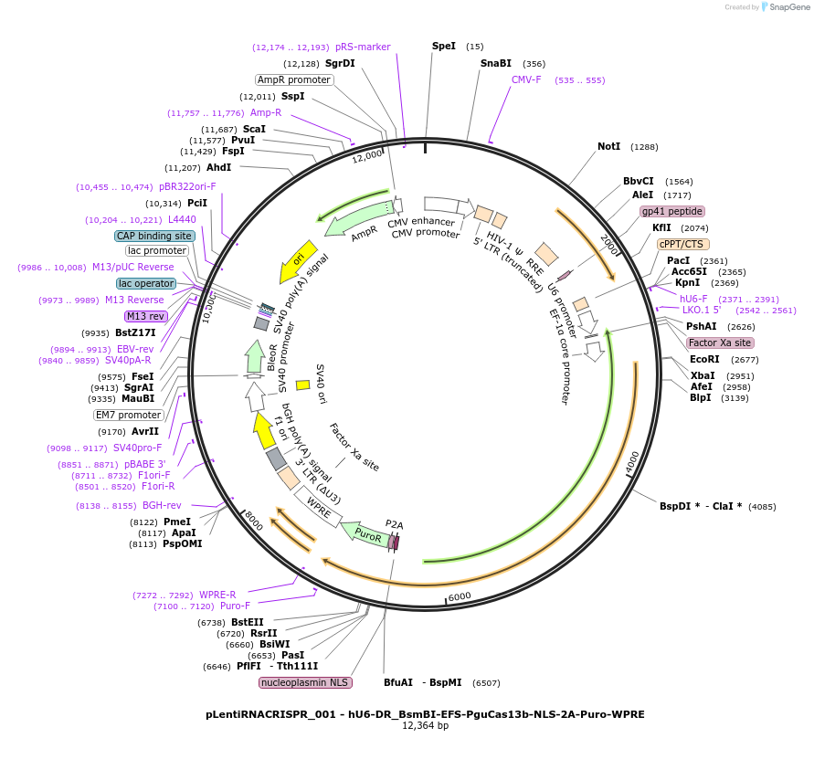138143-plasmid-map-sequence-id-275400