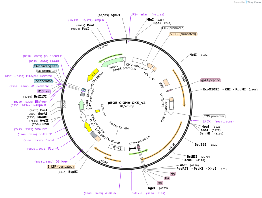 134269-plasmid-map-sequence-id-275410