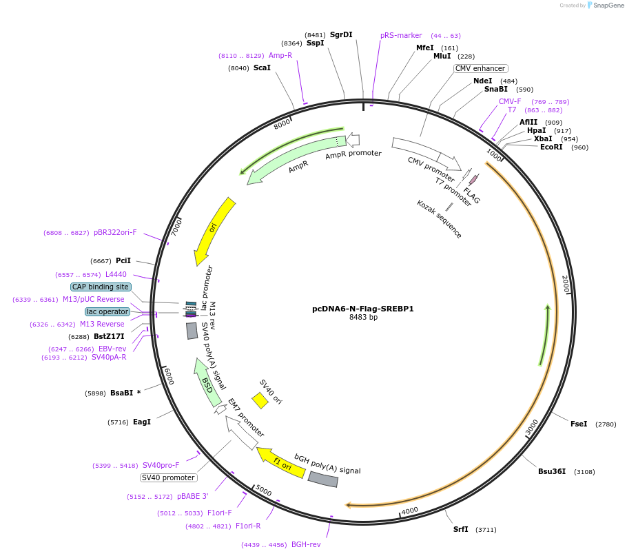 134283-plasmid-map-sequence-id-275428