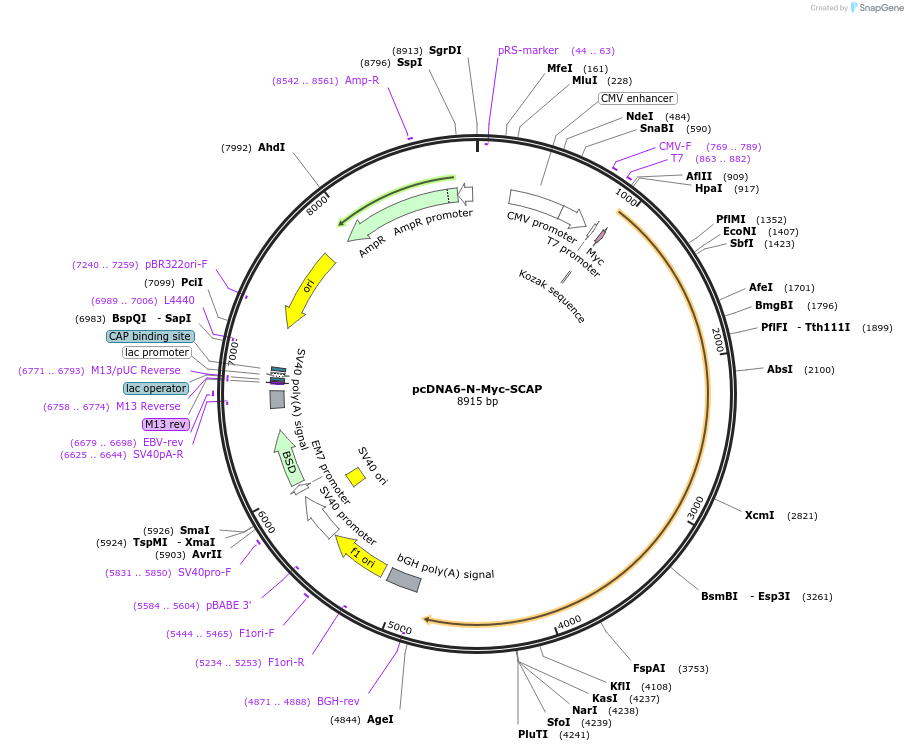 134285-plasmid-map-sequence-id-275430