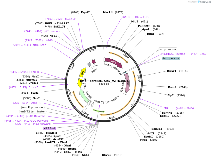 134289-plasmid-map-sequence-id-275435
