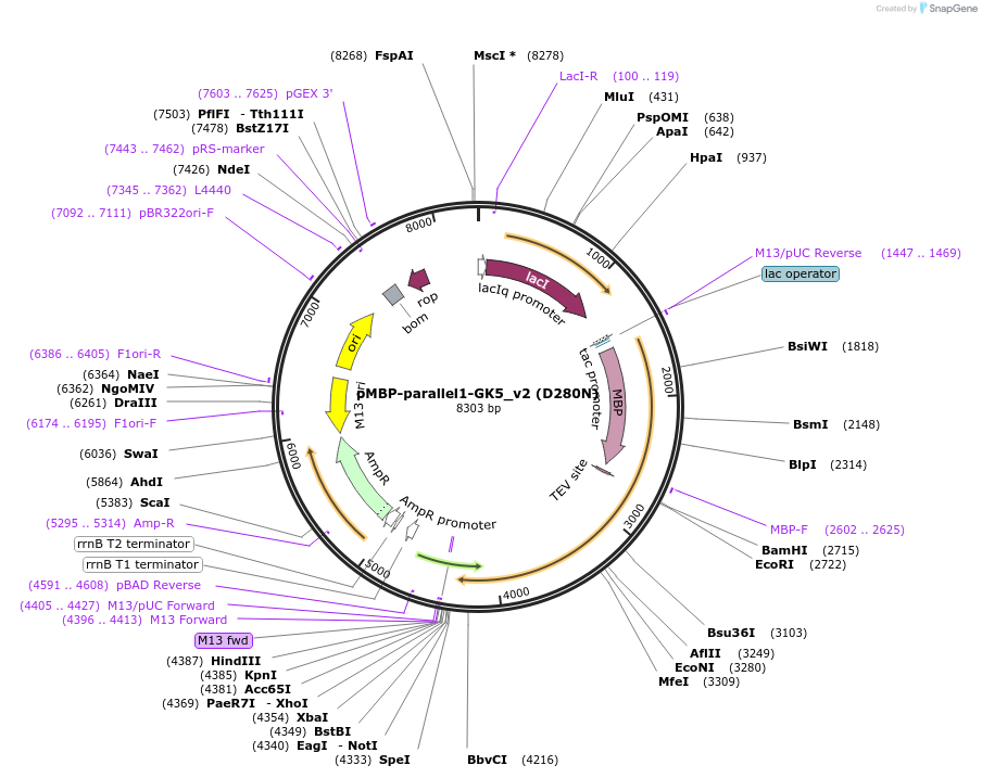134290-plasmid-map-sequence-id-275436